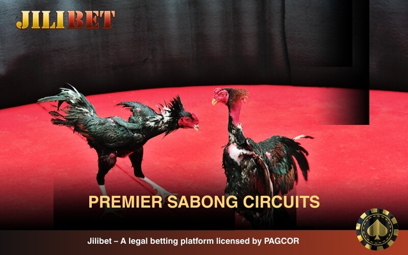 Premier sabong circuits across Tarlac and Pampanga